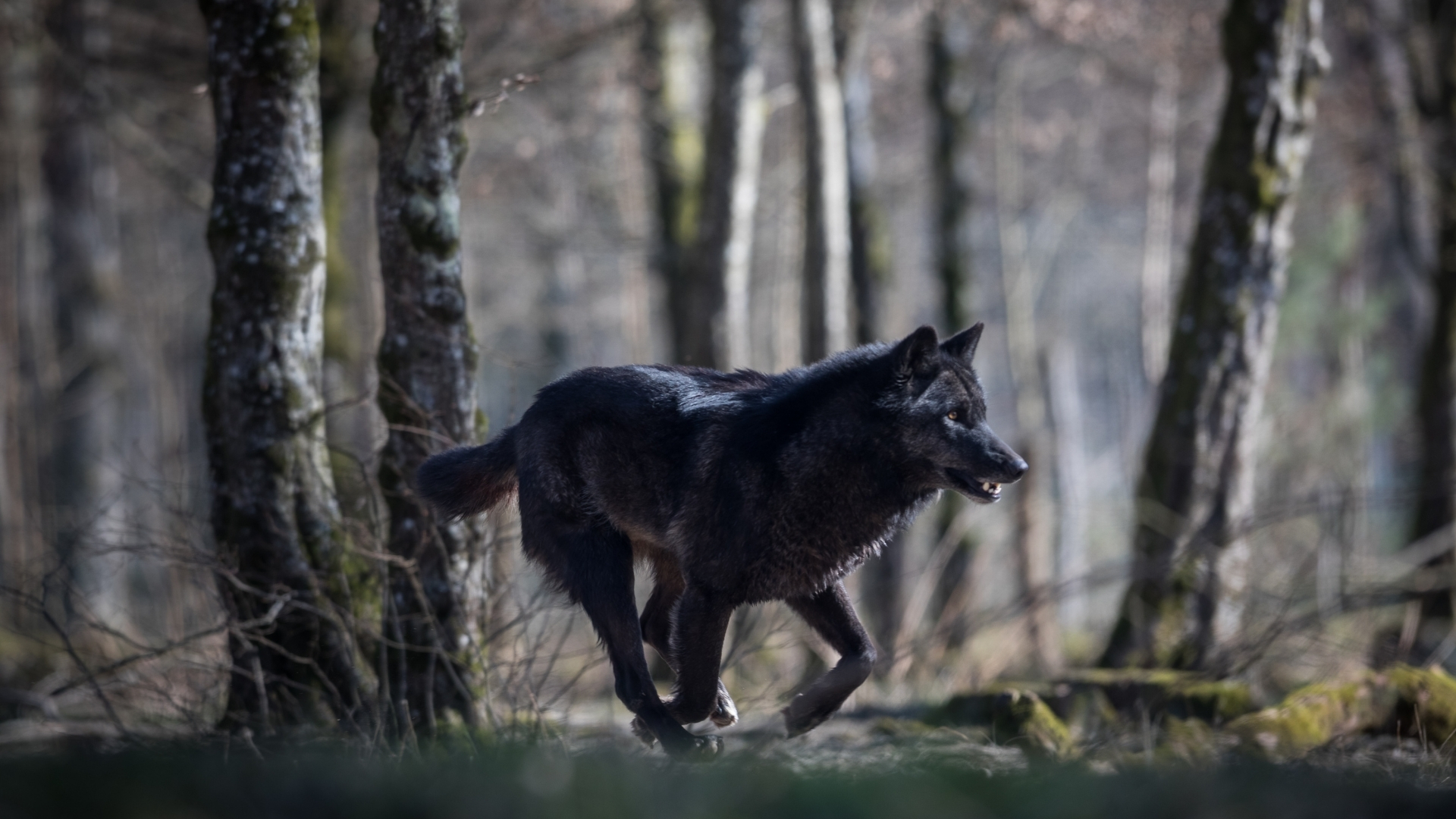 Dark Forest Wolf Wallpapers