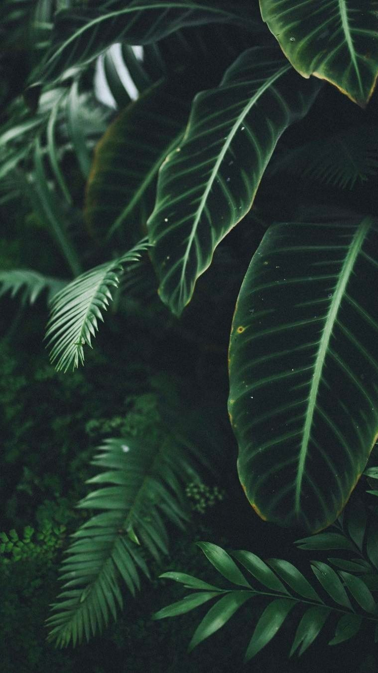 Dark Green Aesthetic Wallpapers