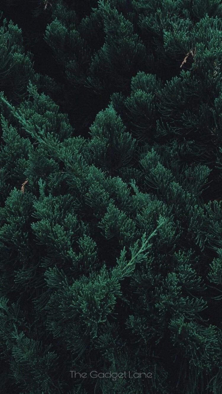 Dark Green Forest Wallpapers