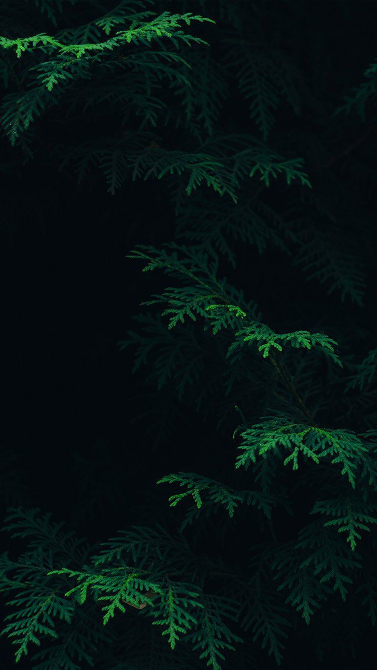 Dark Green Forest Wallpapers