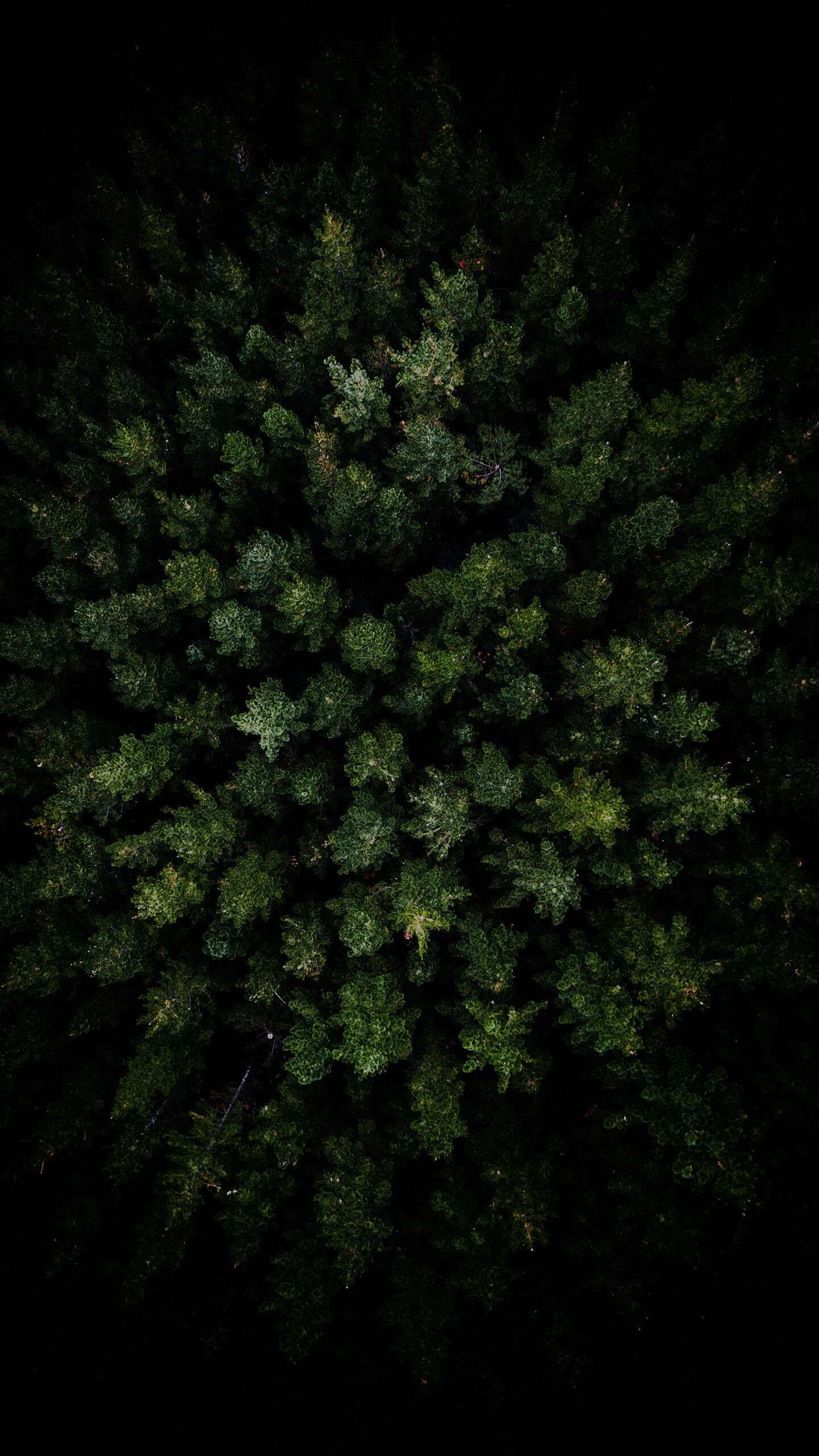 Dark Green Forest Wallpapers
