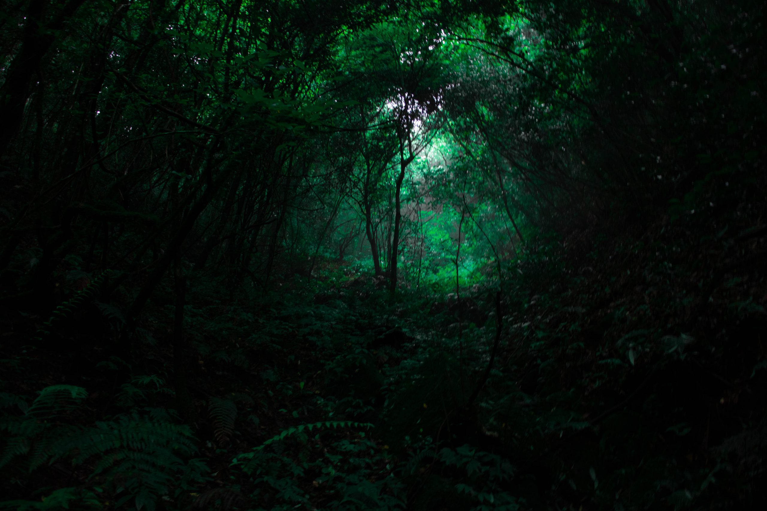 Dark Green Forest Wallpapers