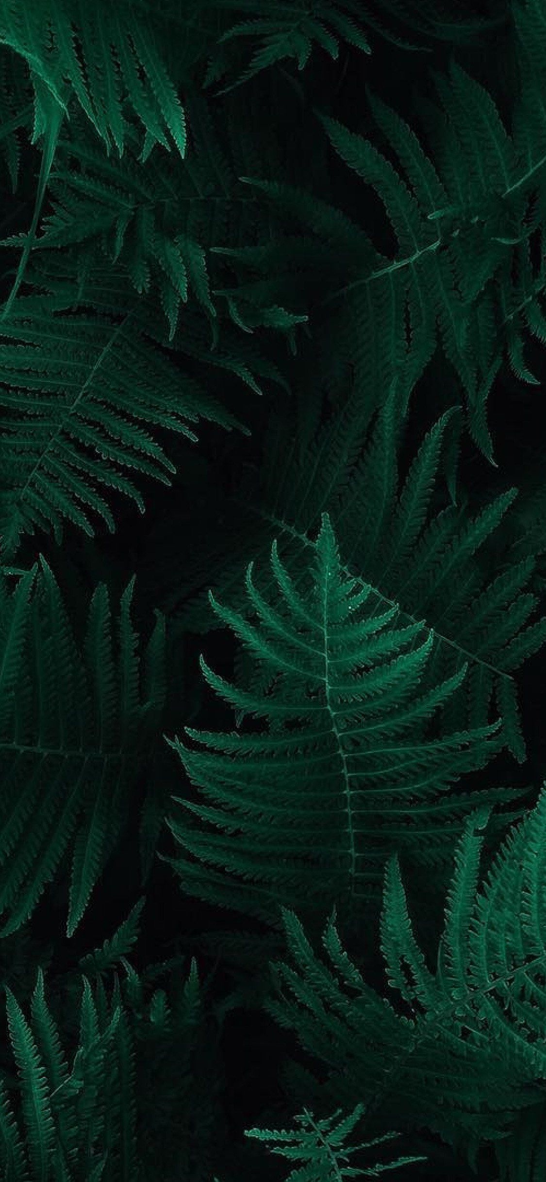 Dark Green Iphone Wallpapers