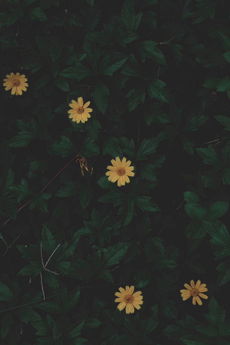 Dark Green Iphone Wallpapers