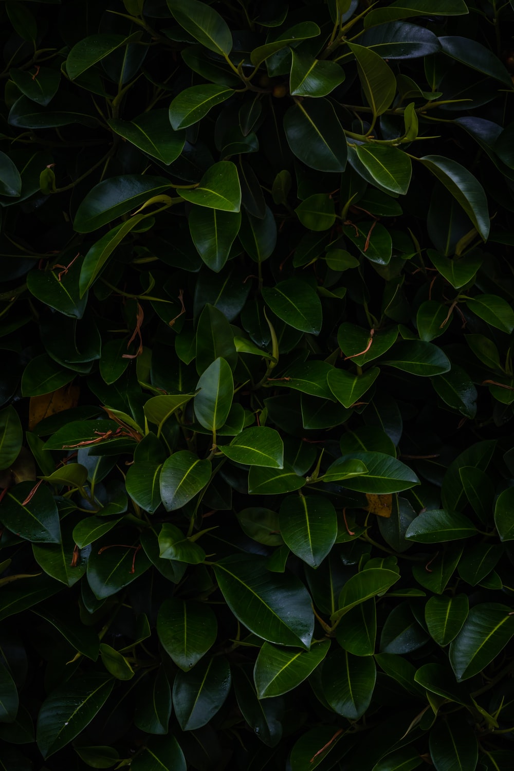 Dark Green Leaf Wallpapers