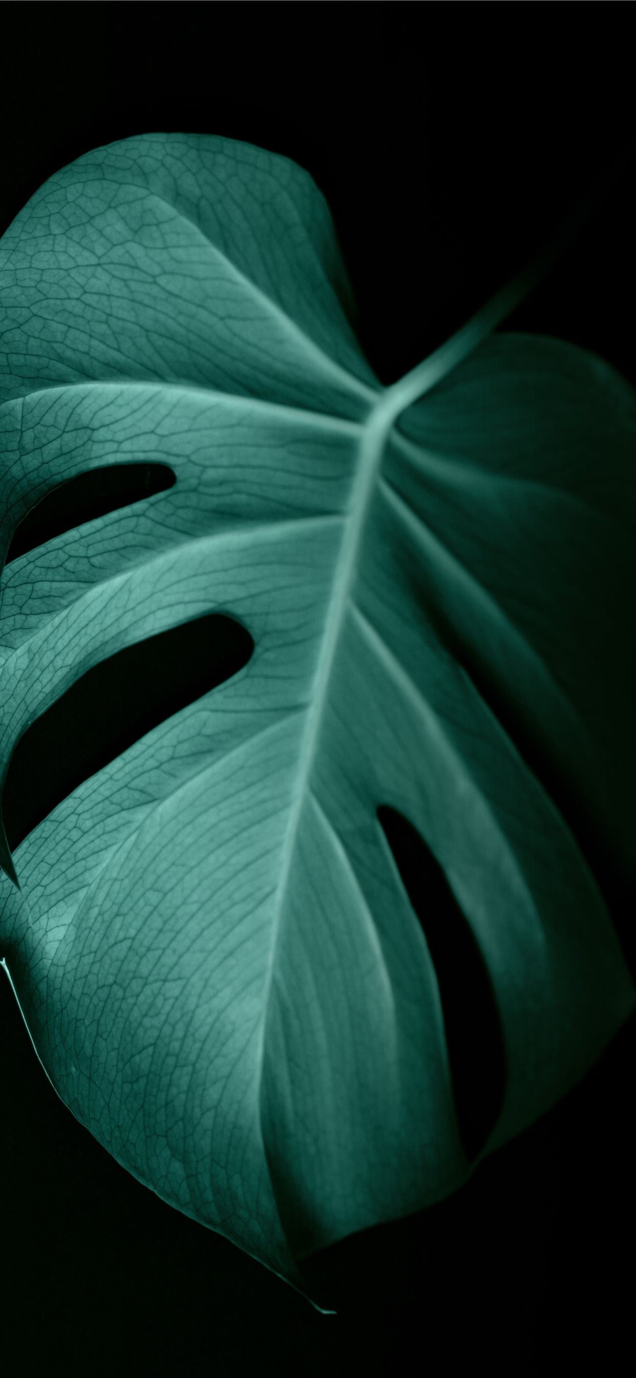 Dark Green Leaf Wallpapers