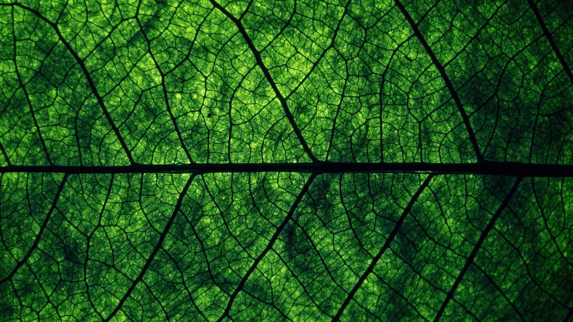 Dark Green Leaf Wallpapers