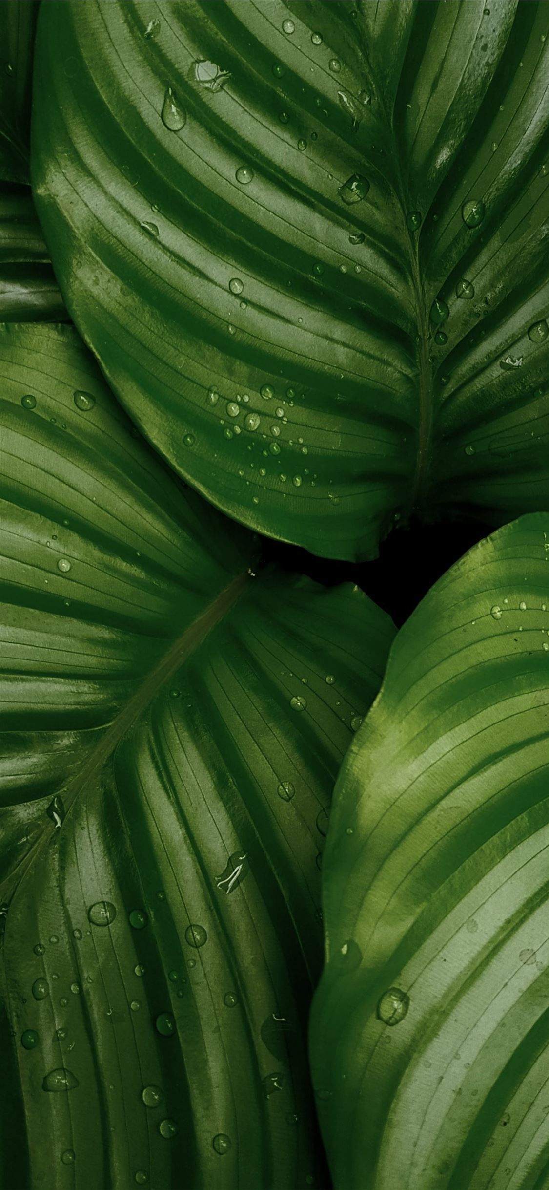 Dark Green Leaf Wallpapers