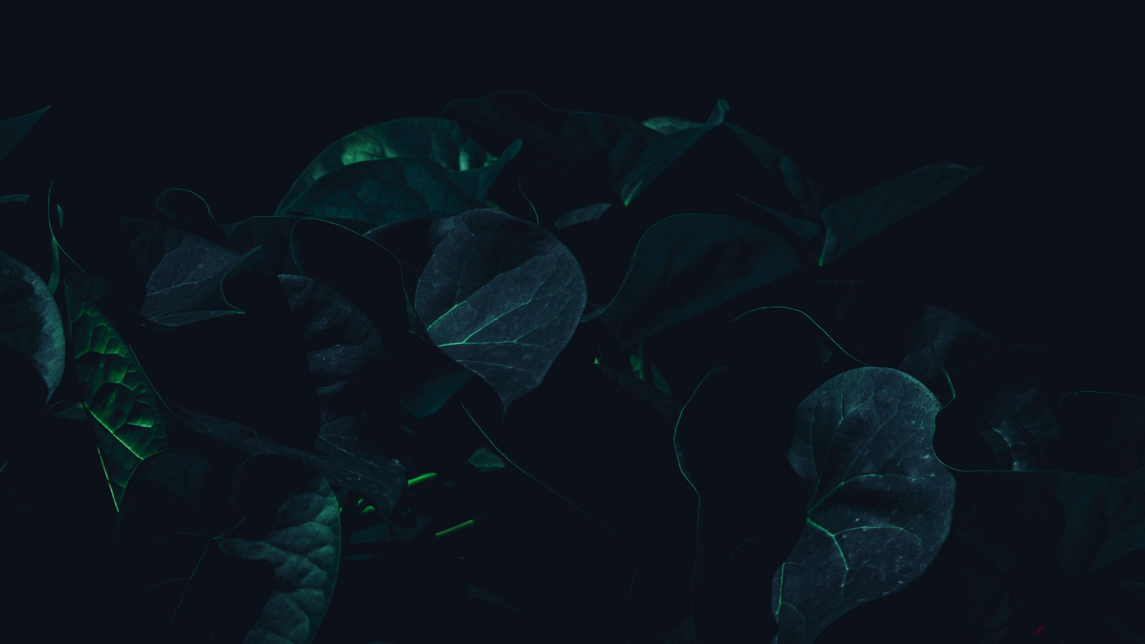 Dark Green Leaf Wallpapers