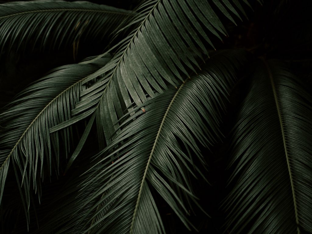 Dark Green Leaf Wallpapers