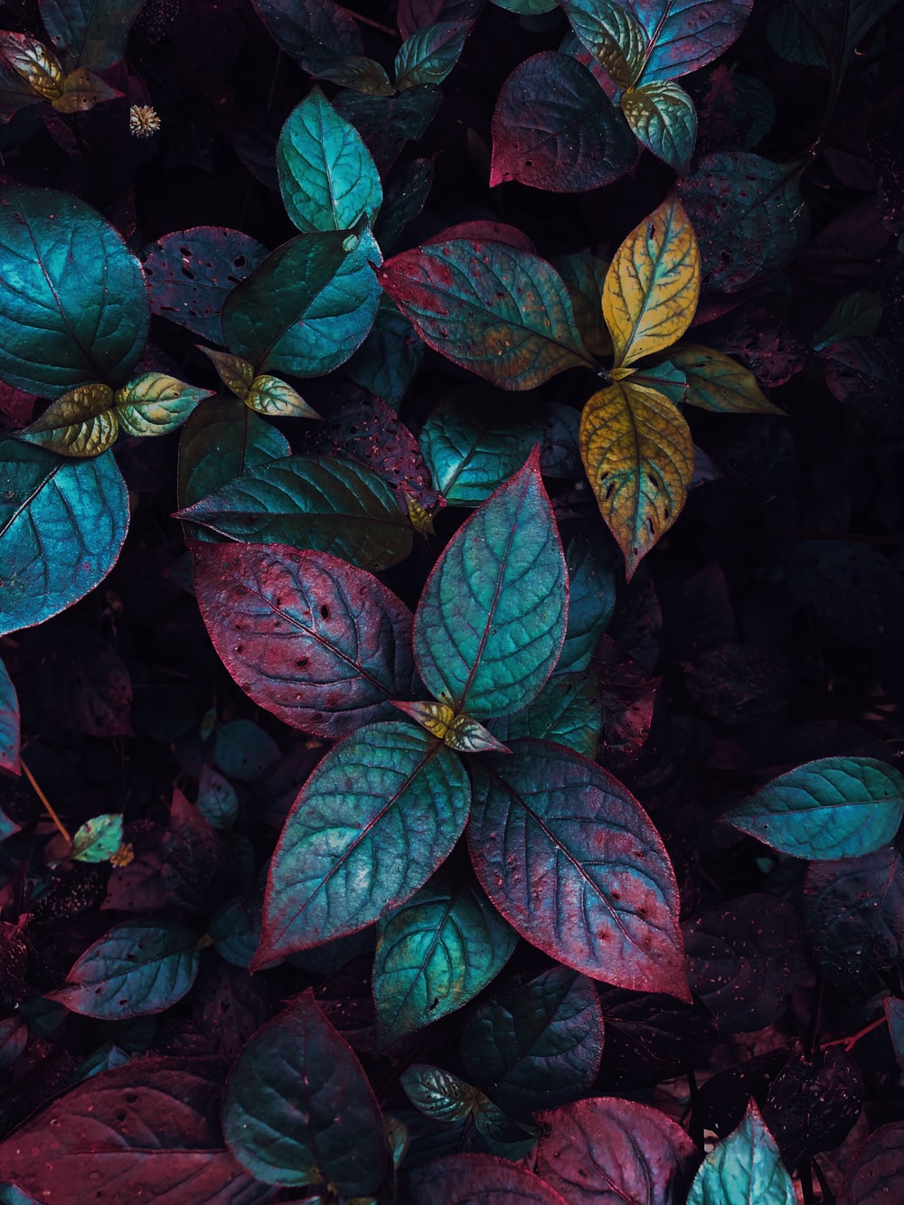 Dark Green Leaf Wallpapers