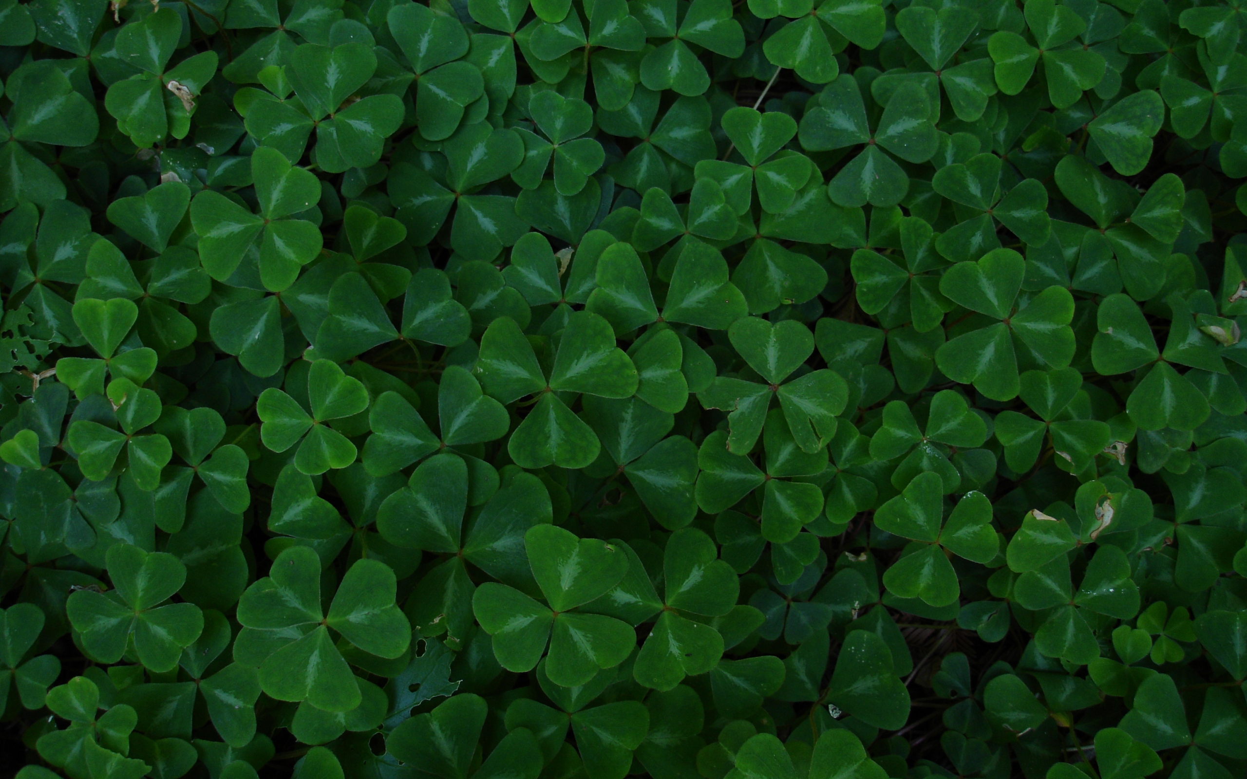 Dark Green Leaf Wallpapers