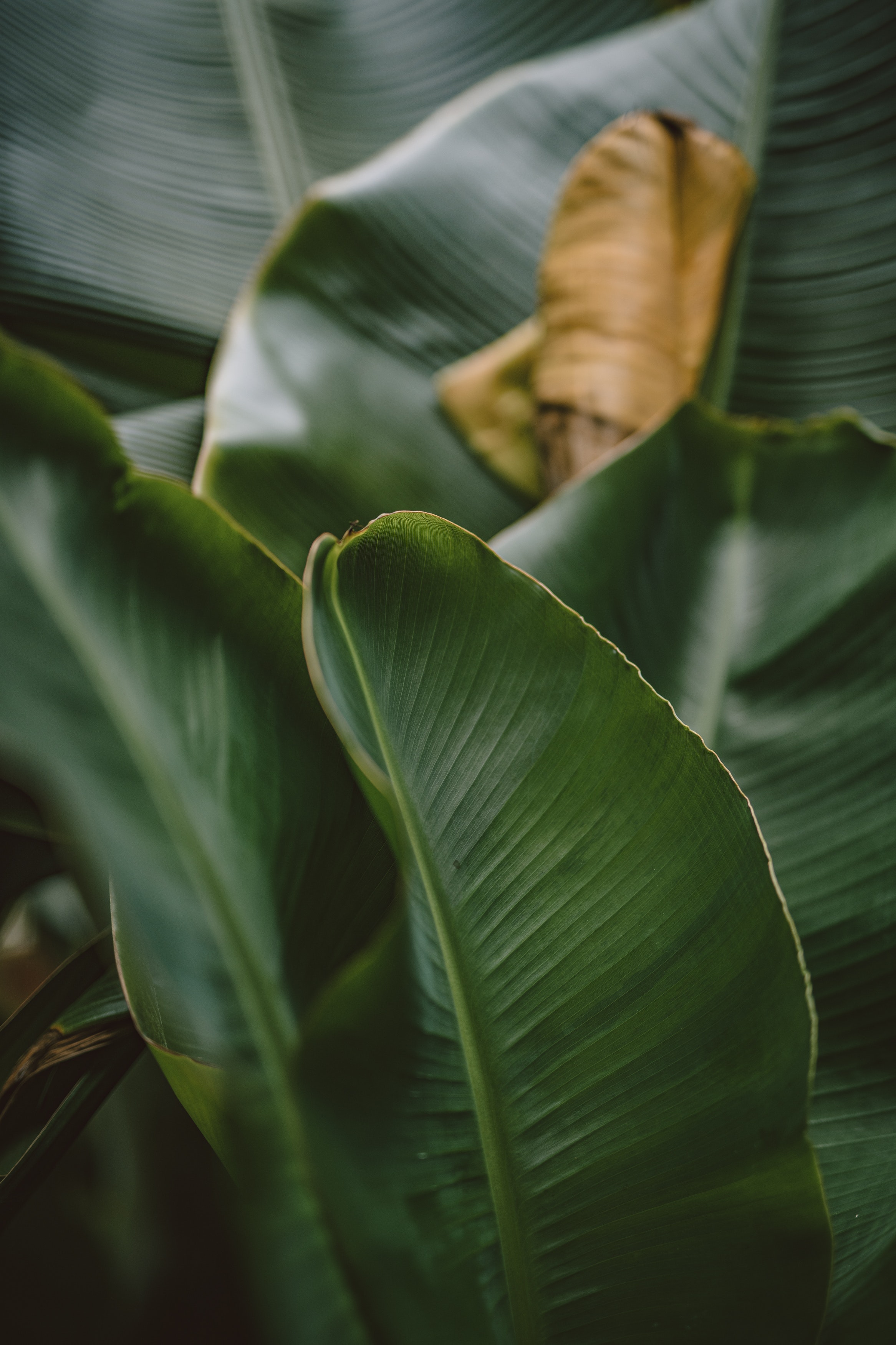 Dark Green Leaf Wallpapers