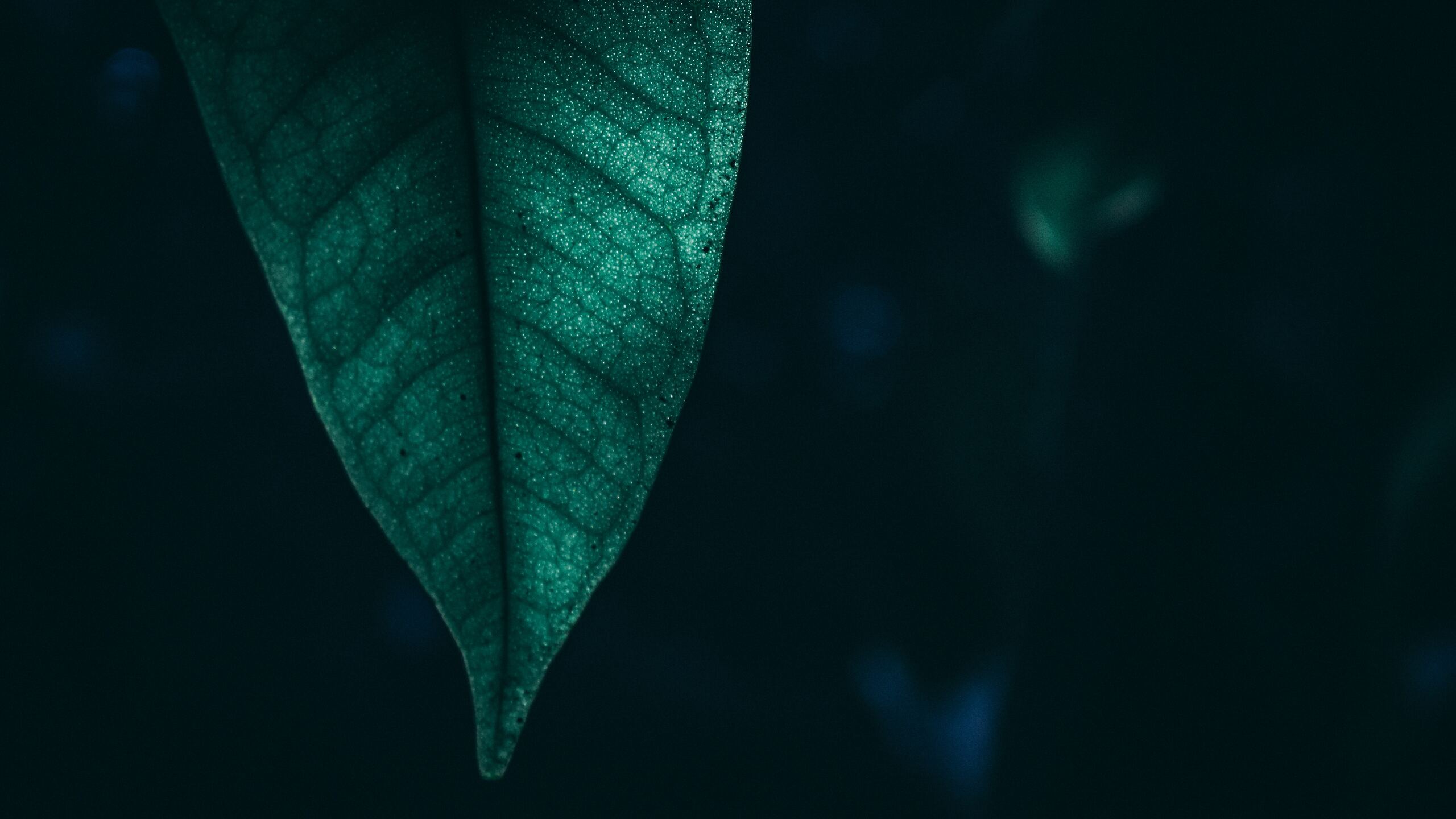 Dark Green Leaf Wallpapers