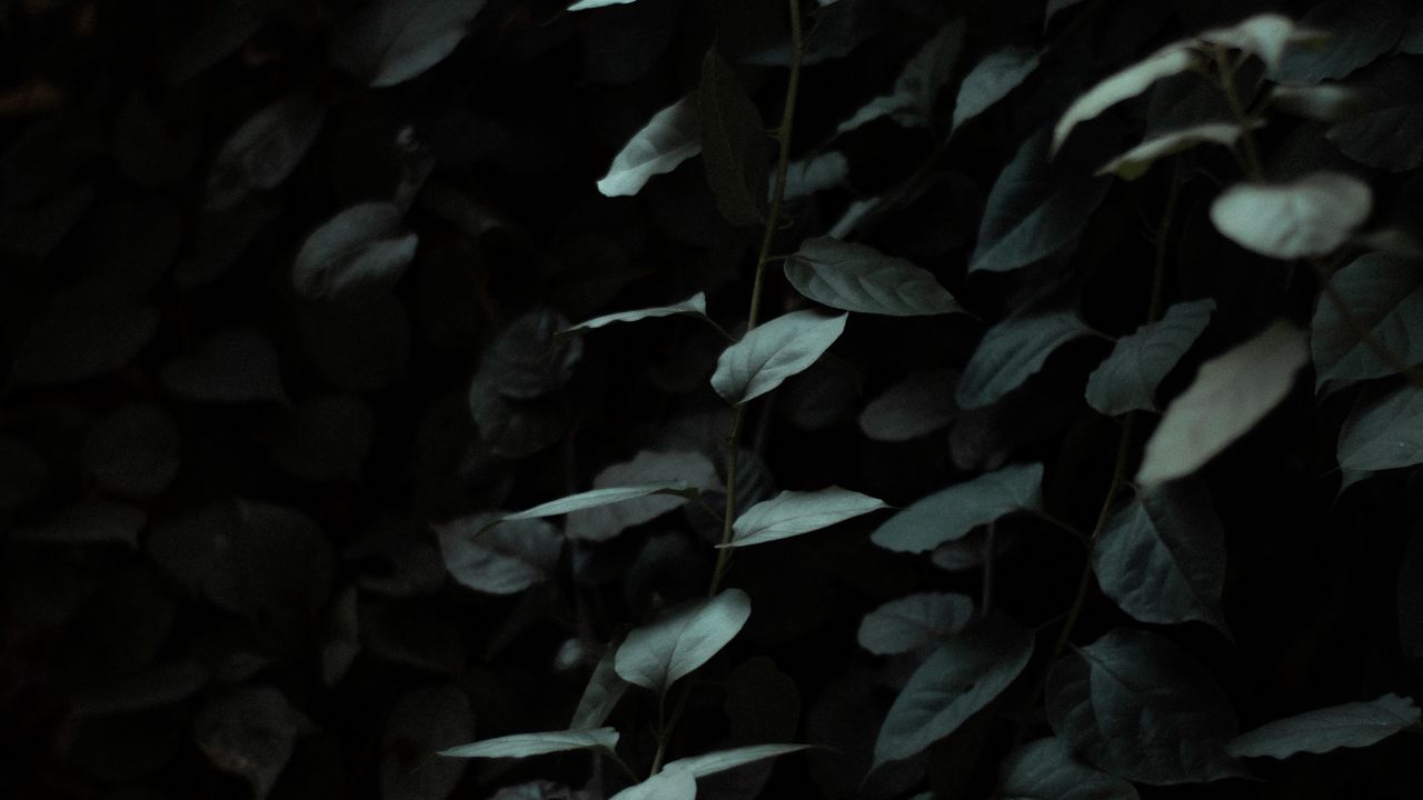 Dark Green Leaf Wallpapers