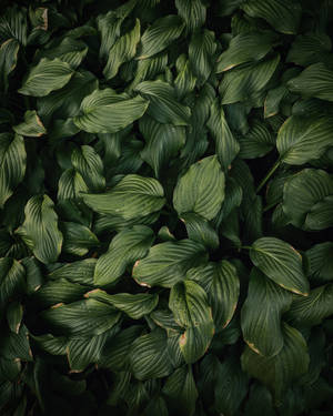 Dark Green Leaves Wallpapers