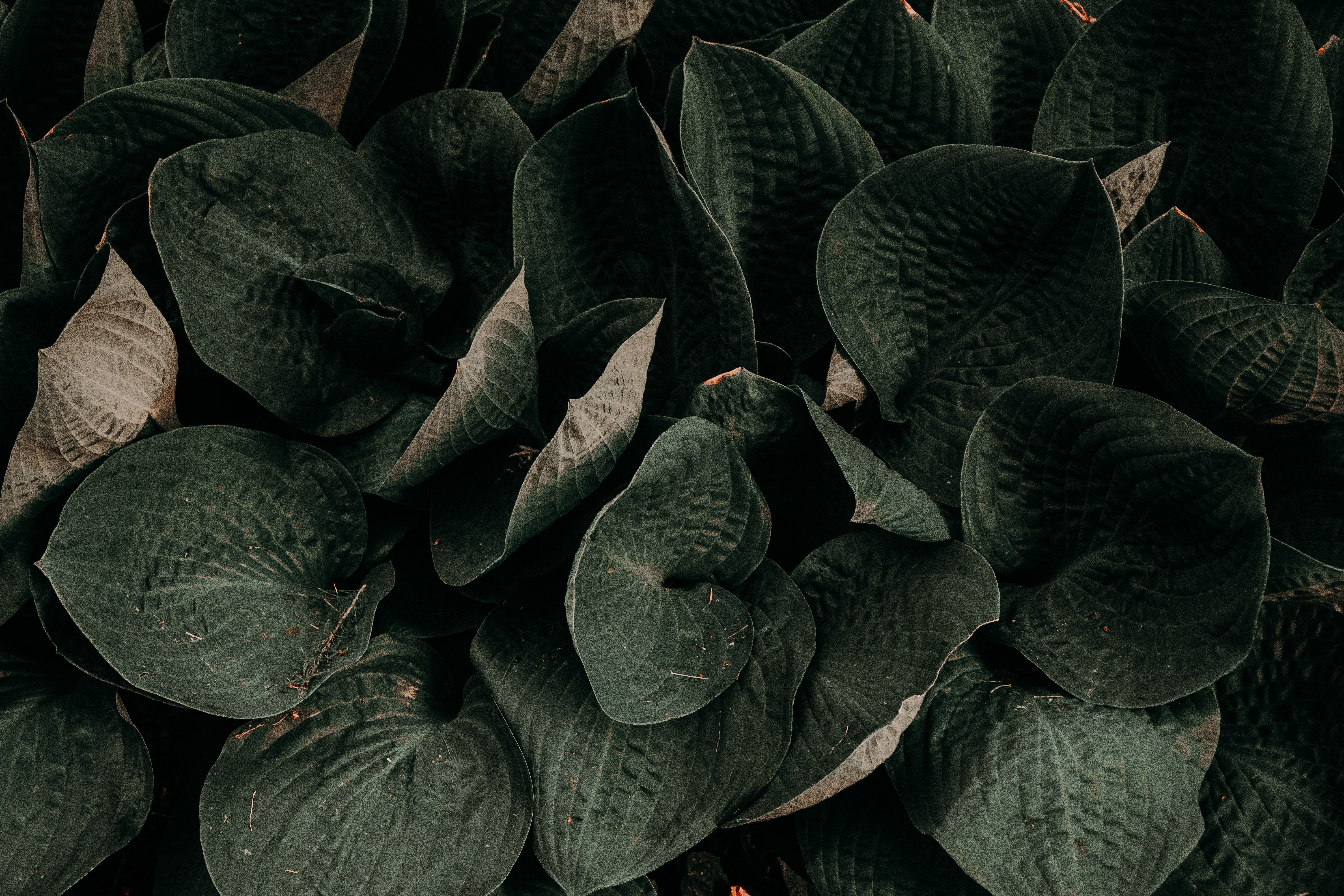 Dark Green Leaves Wallpapers