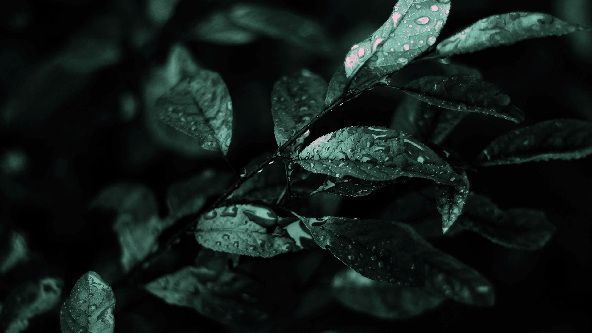 Dark Green Leaves Wallpapers