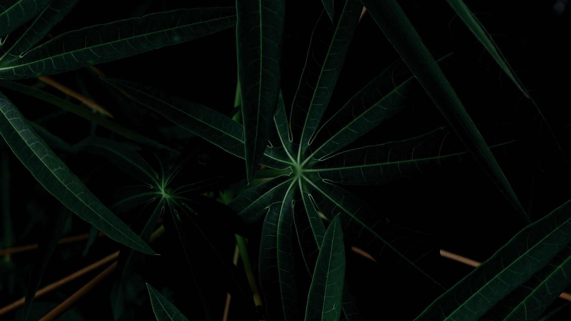 Dark Green Leaves Wallpapers