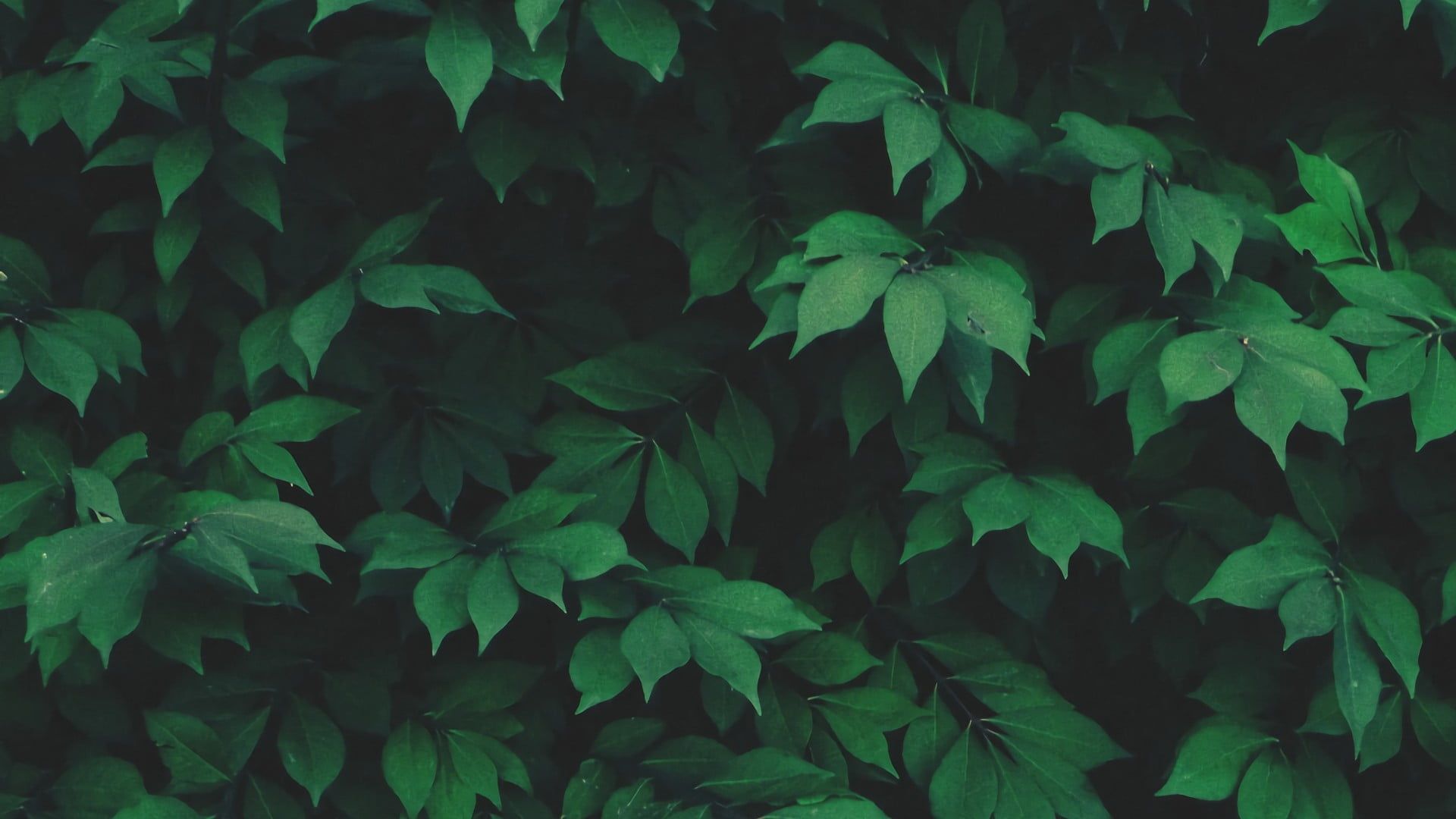 Dark Green Leaves Wallpapers