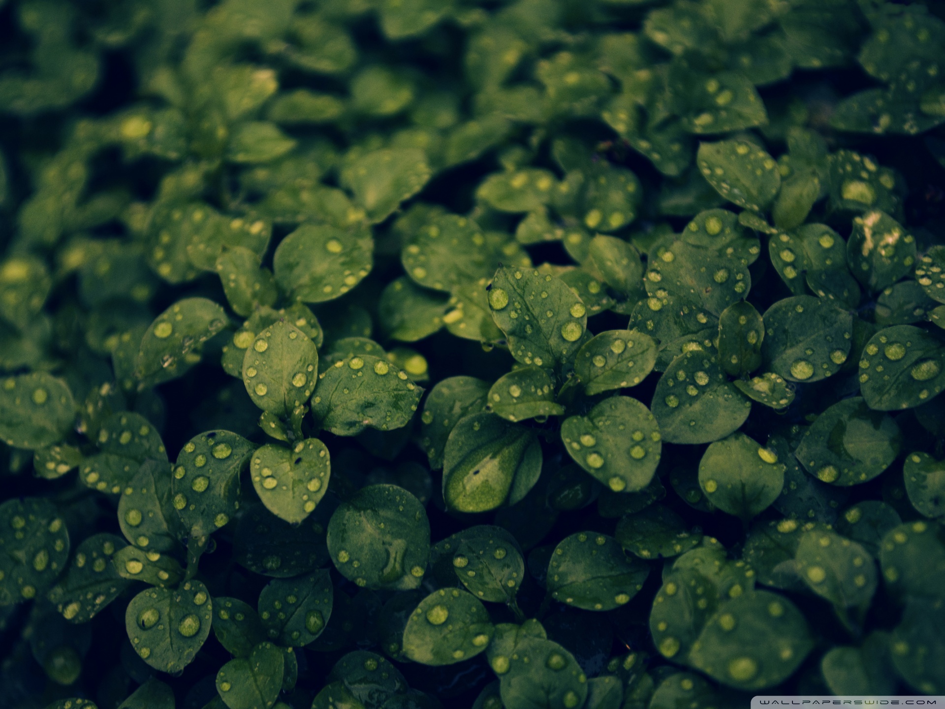 Dark Green Leaves Wallpapers