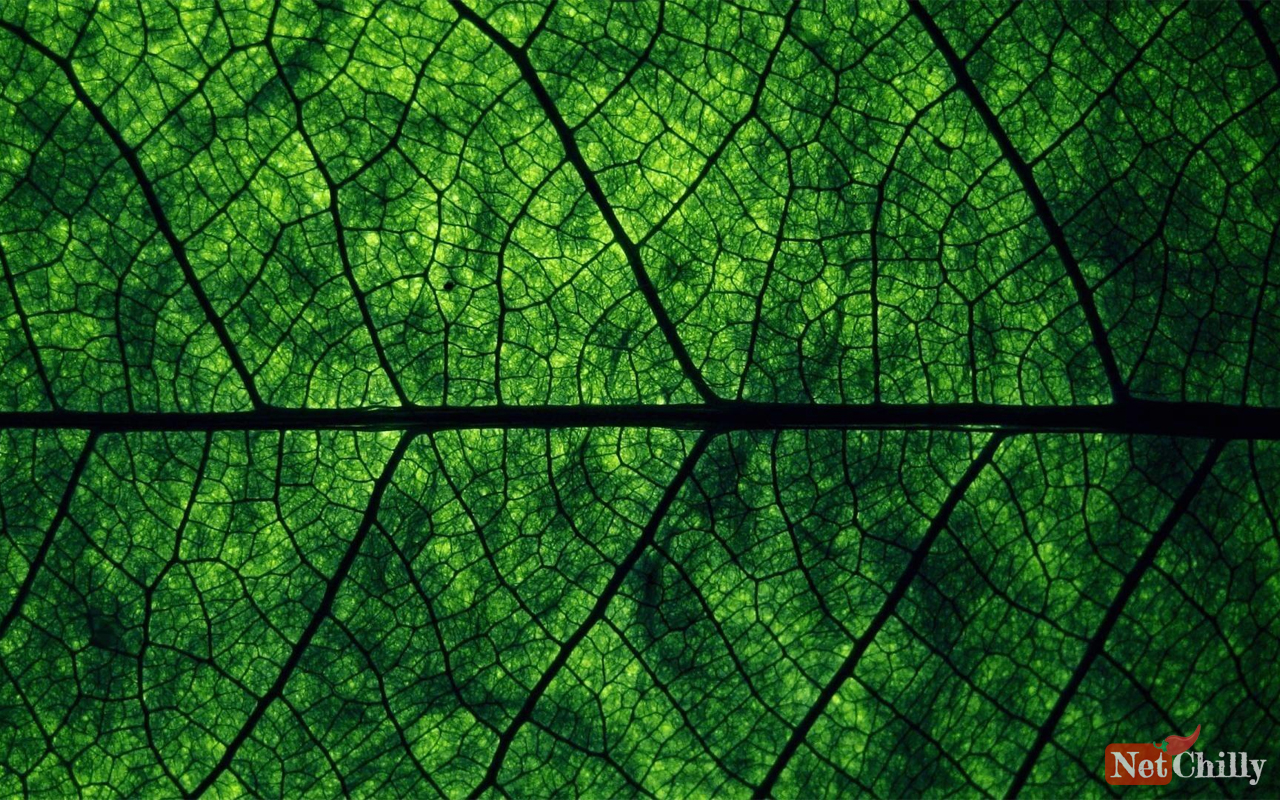 Dark Green Nature Wallpapers