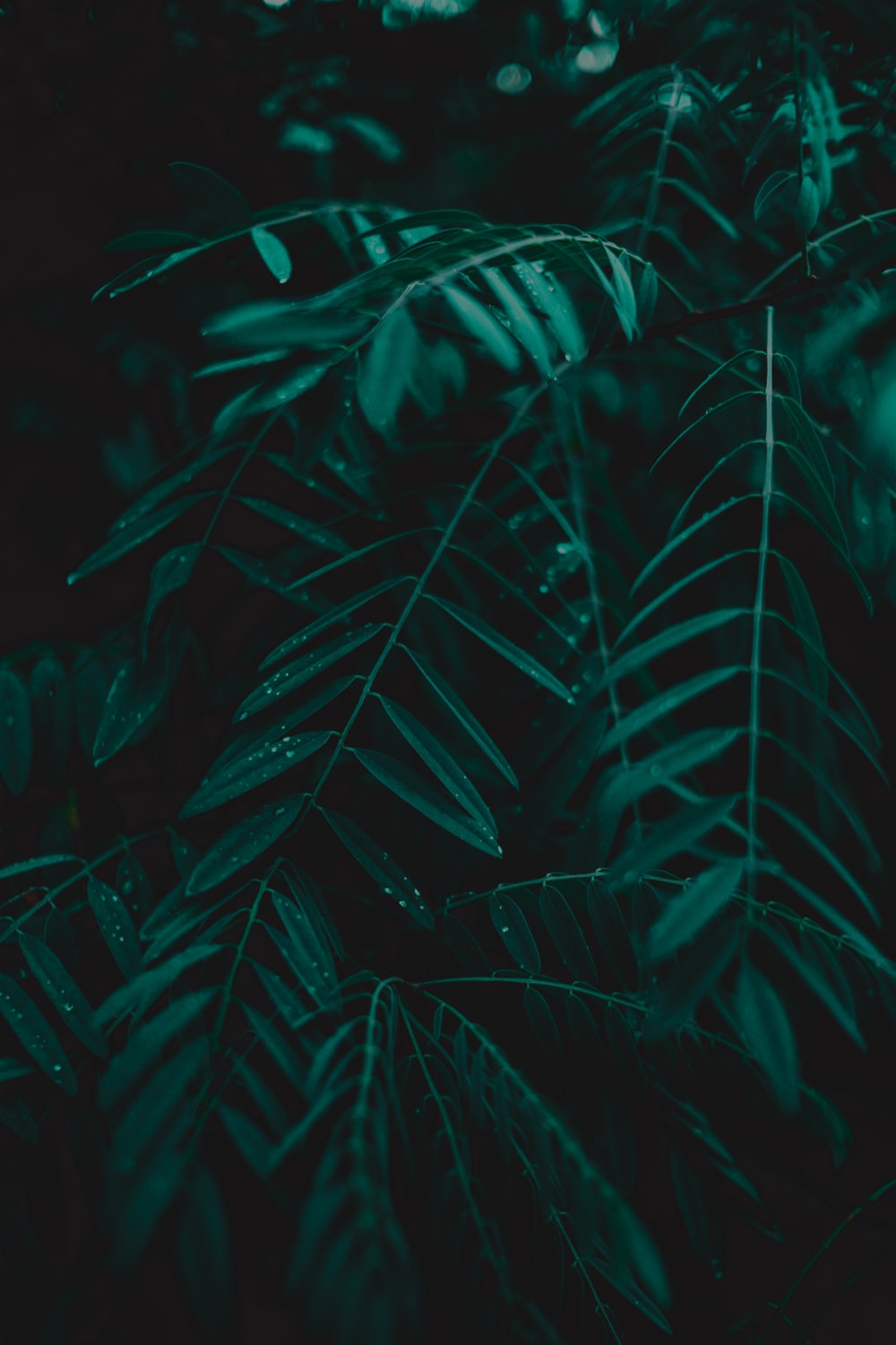 Dark Green Phone Wallpapers