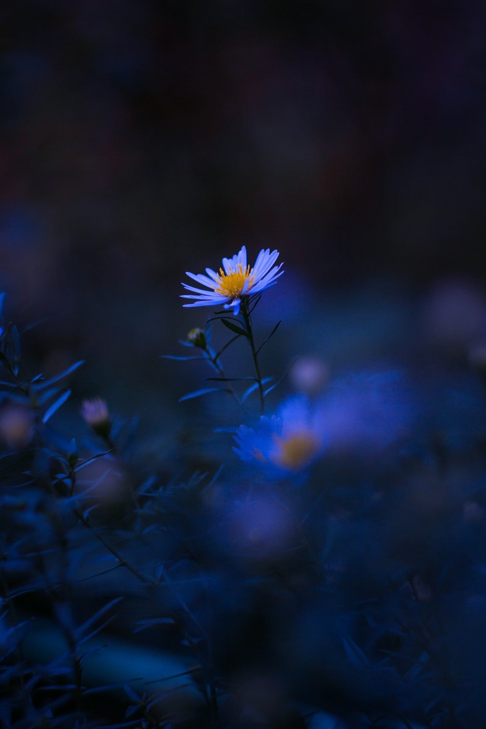 Dark Hd Flowers Wallpapers