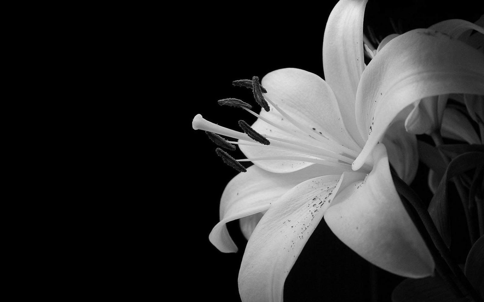 Dark Hd Flowers Wallpapers