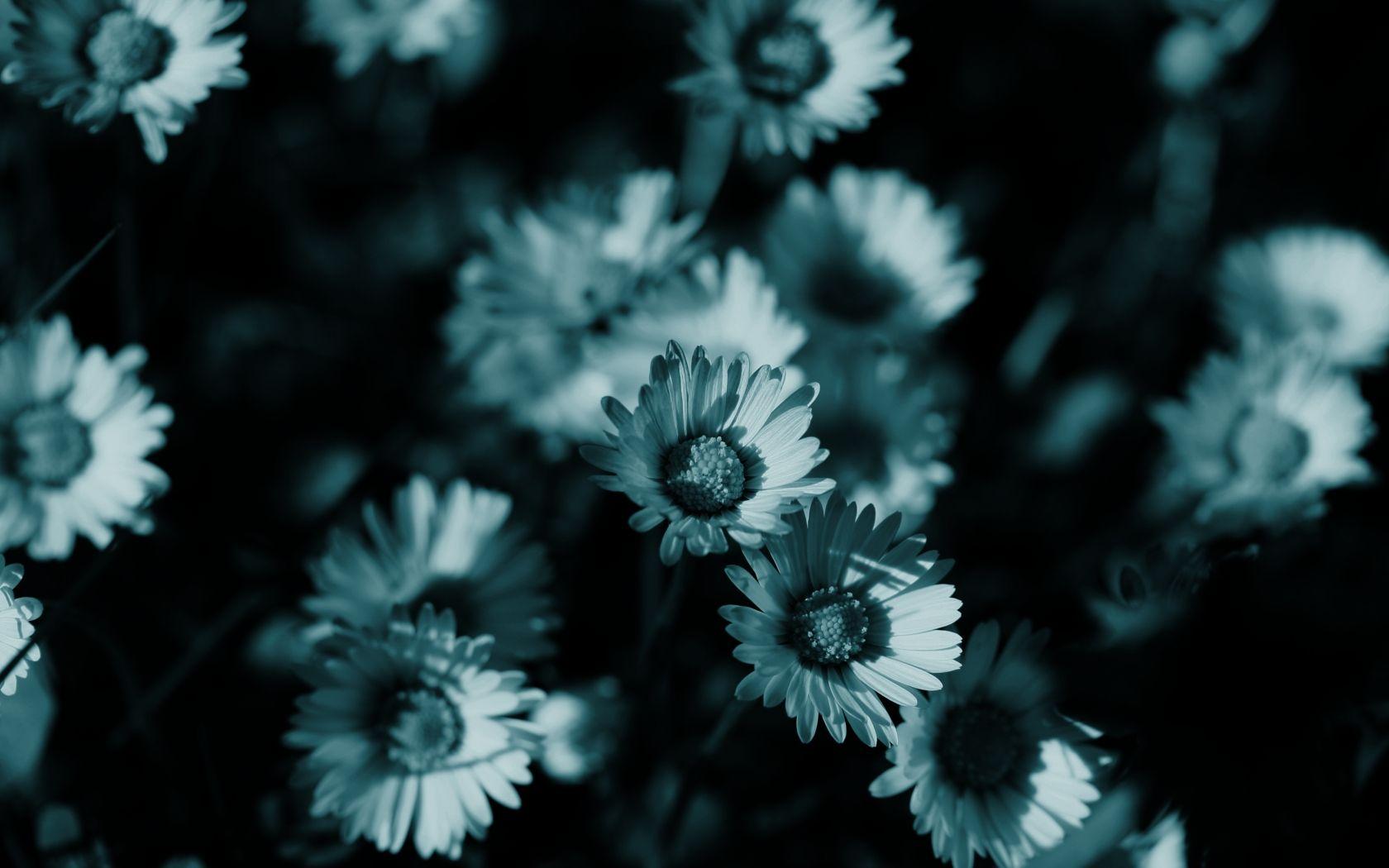 Dark Hd Flowers Wallpapers