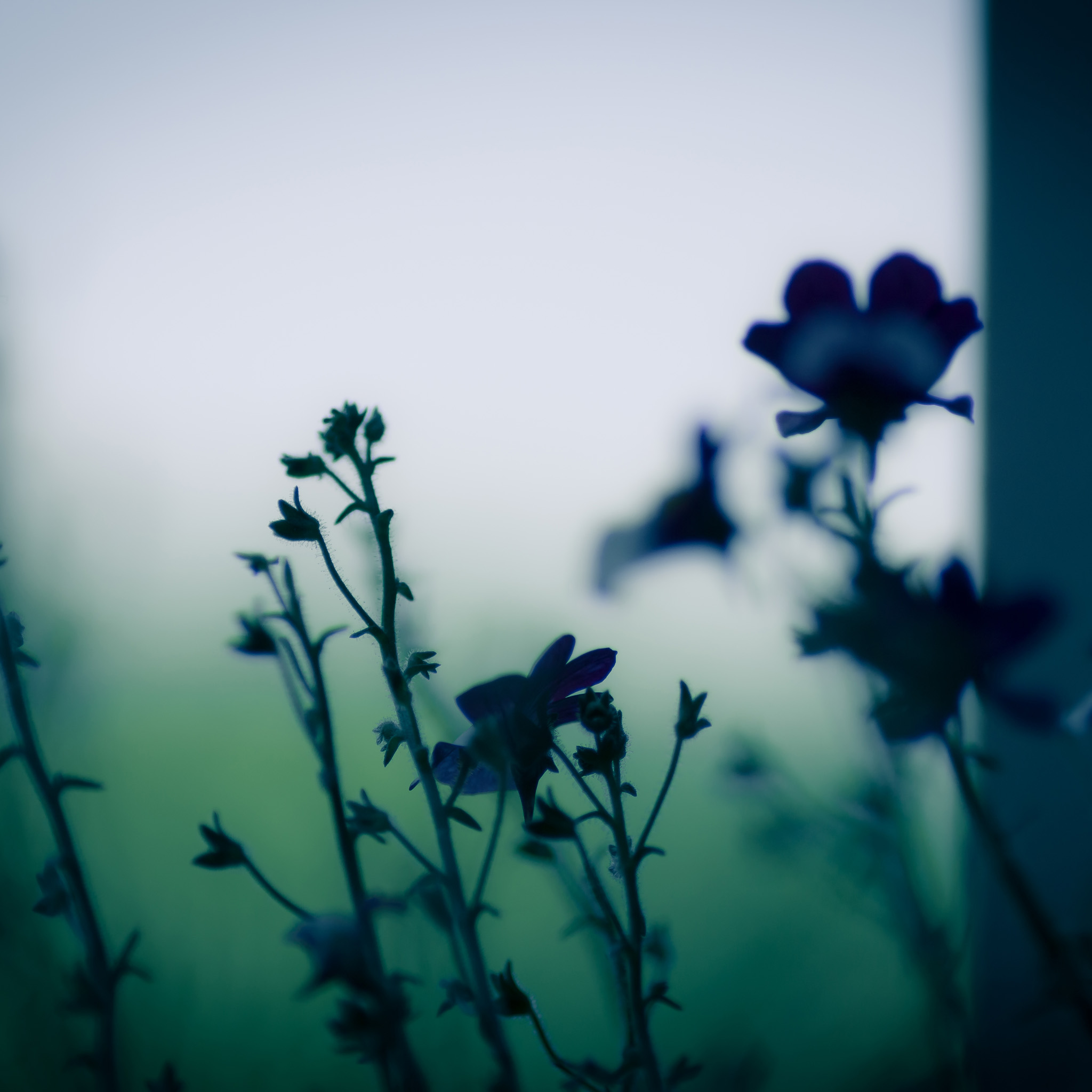 Dark Hd Flowers Wallpapers