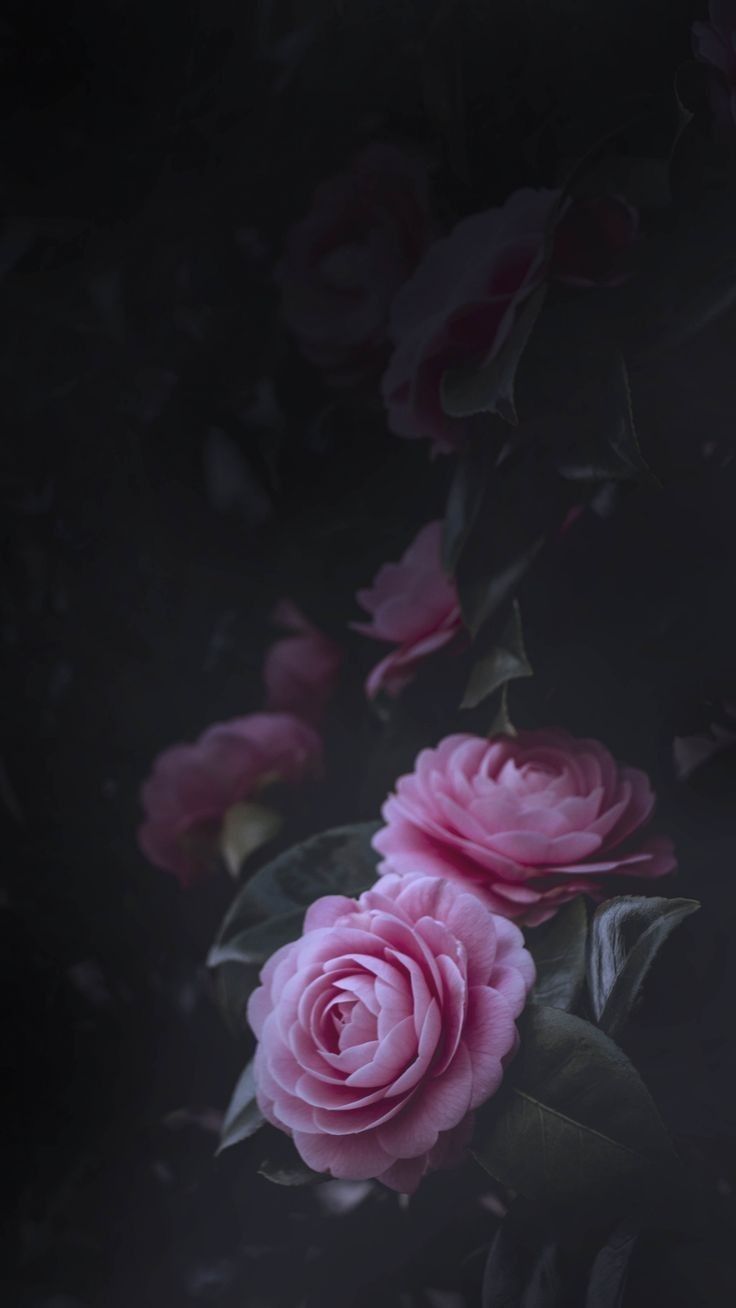 Dark Hd Flowers Wallpapers