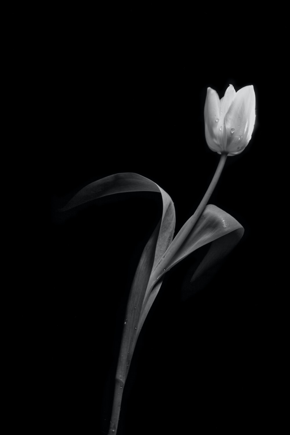 Dark Hd Flowers Wallpapers