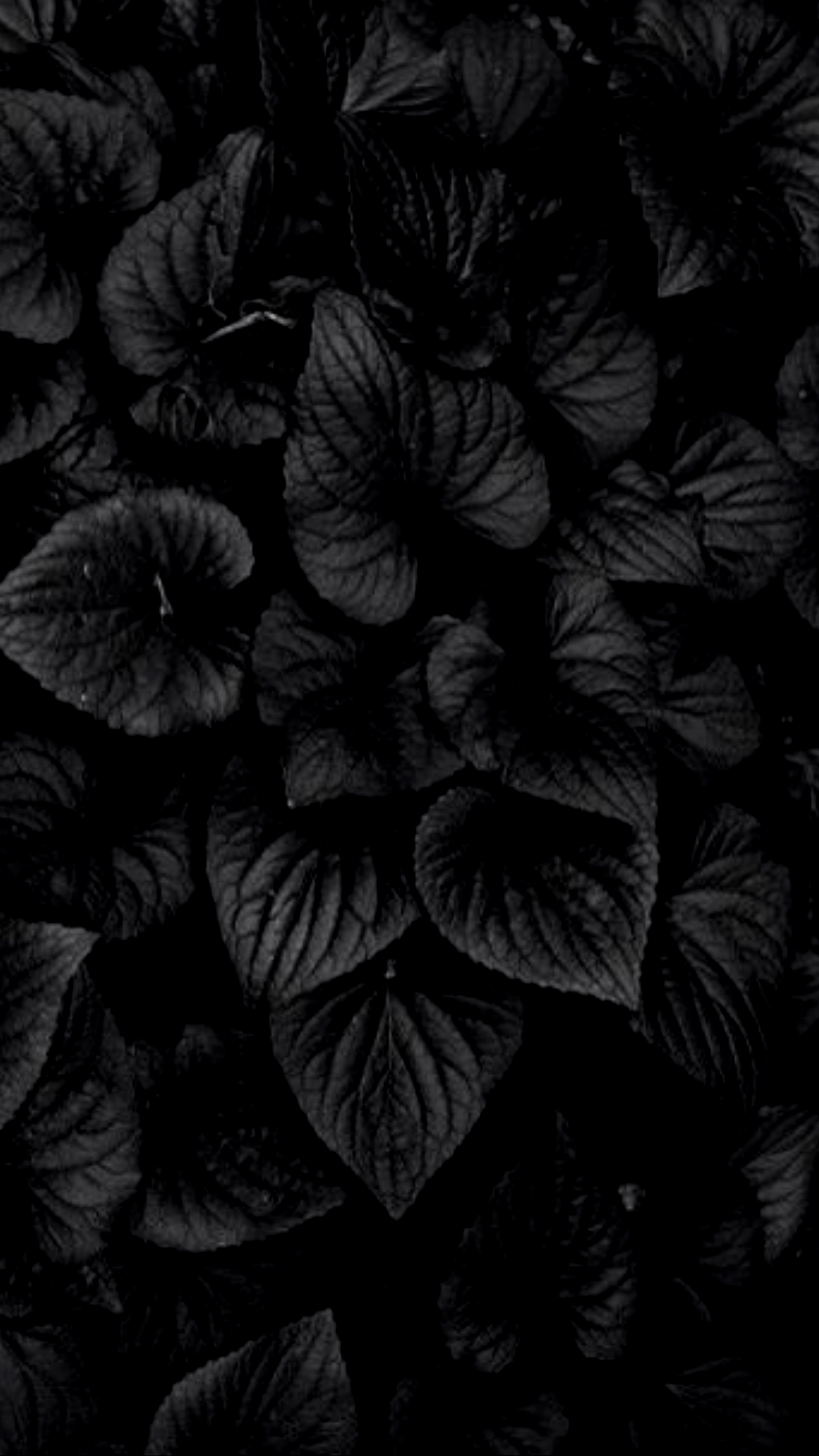 Dark Hd Flowers Wallpapers