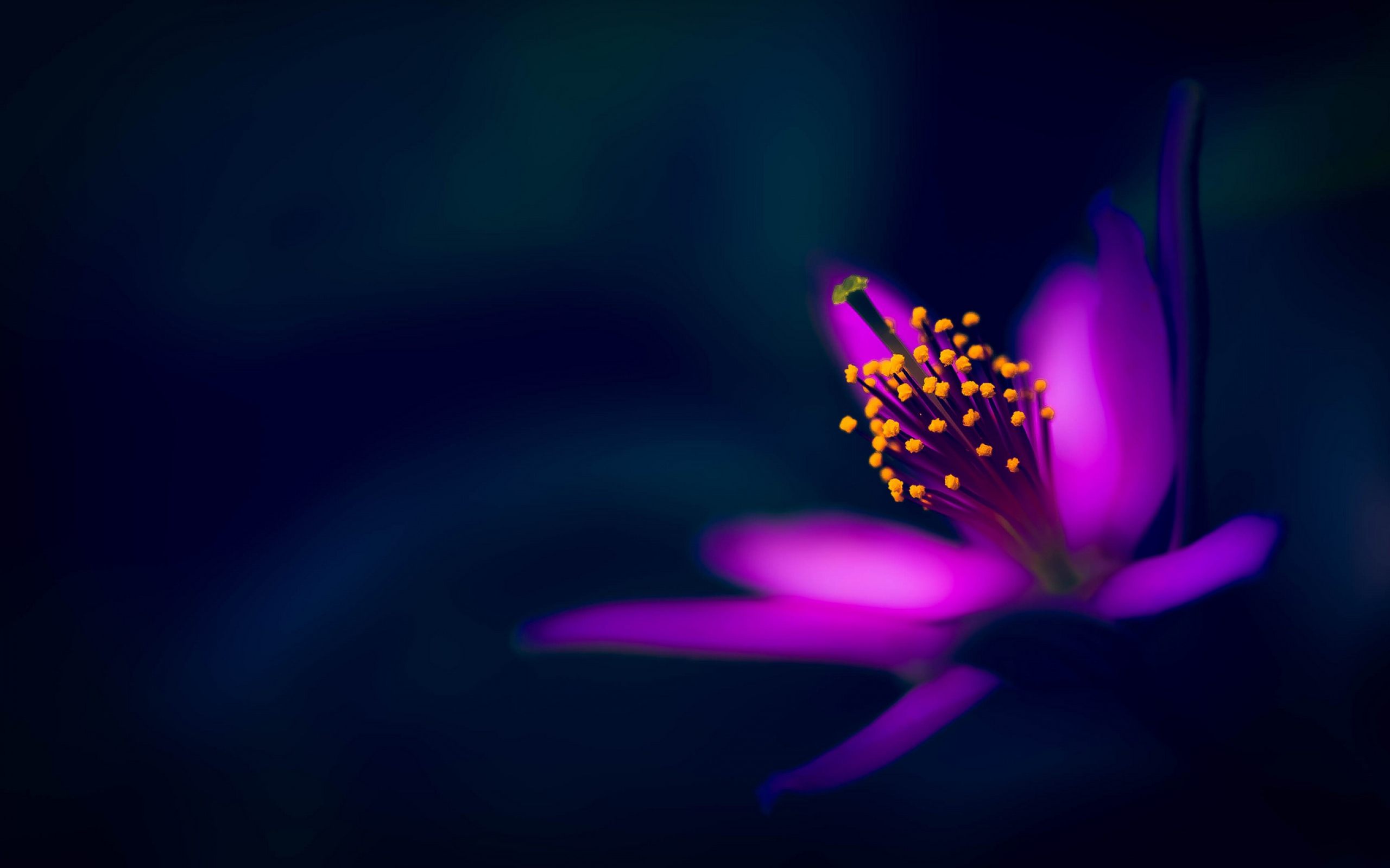 Dark Hd Flowers Wallpapers