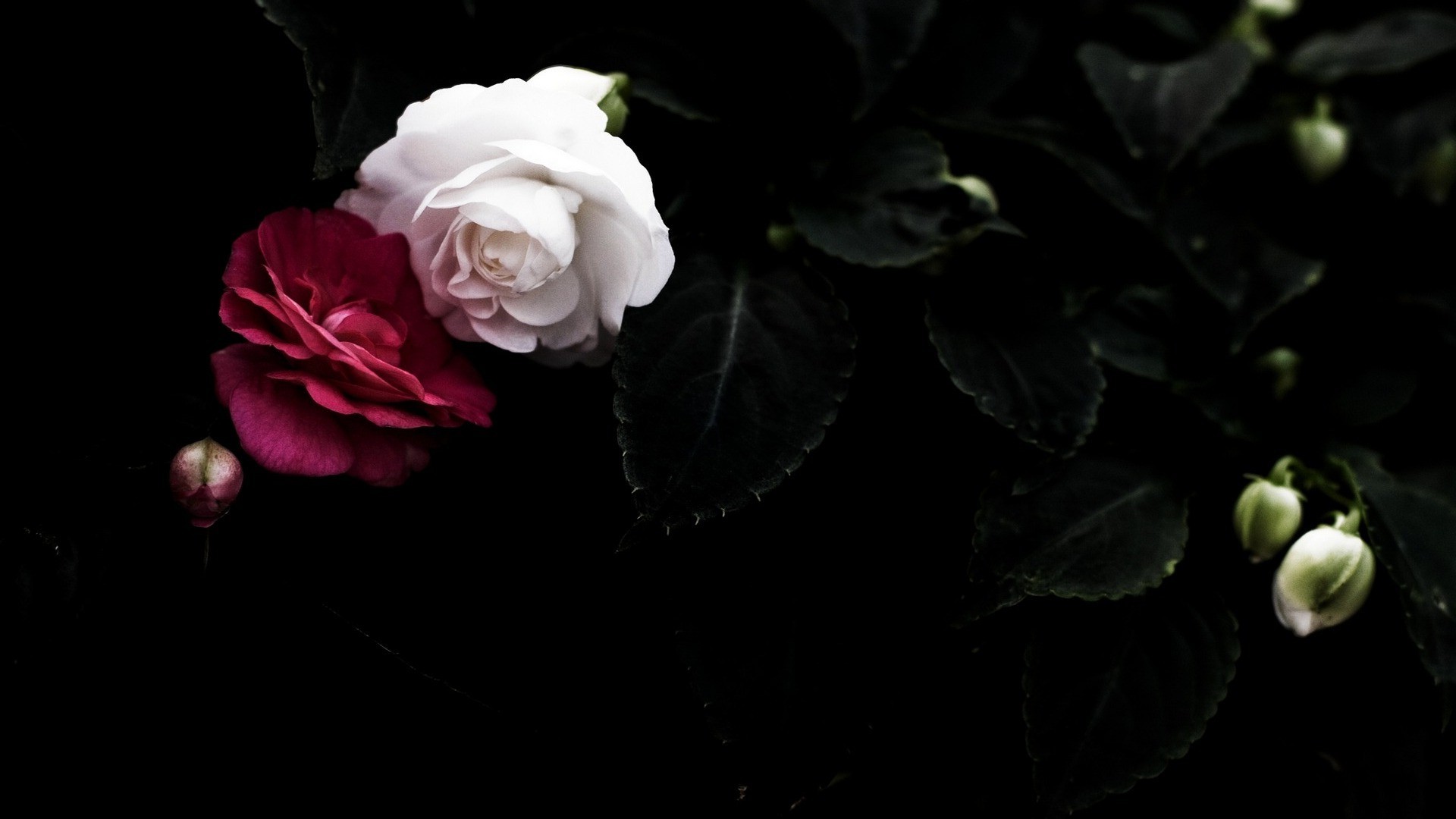 Dark Hd Flowers Wallpapers