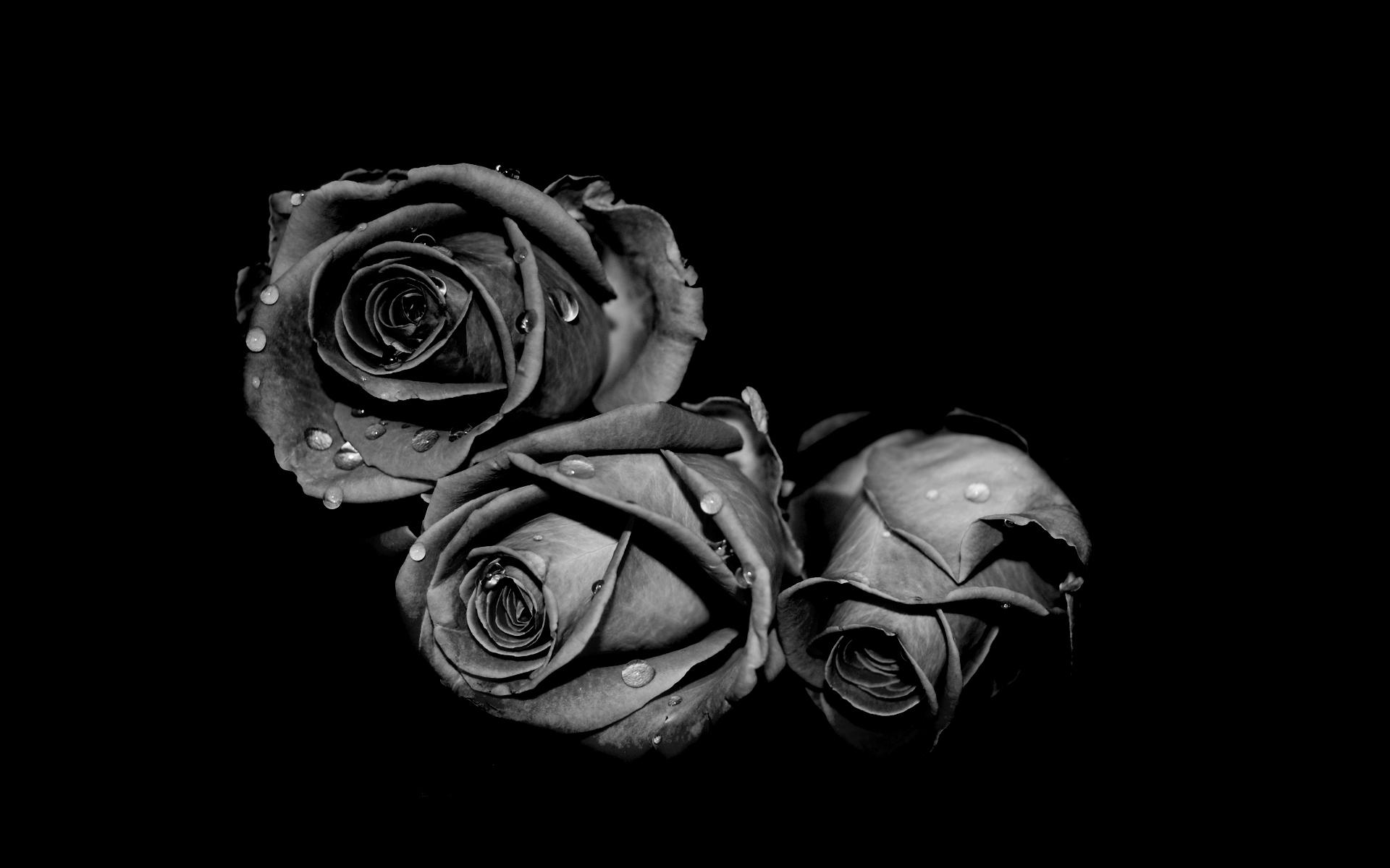 Dark Hd Flowers Wallpapers