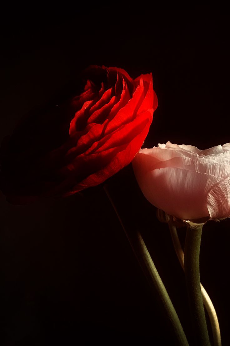 Dark Hd Flowers Wallpapers