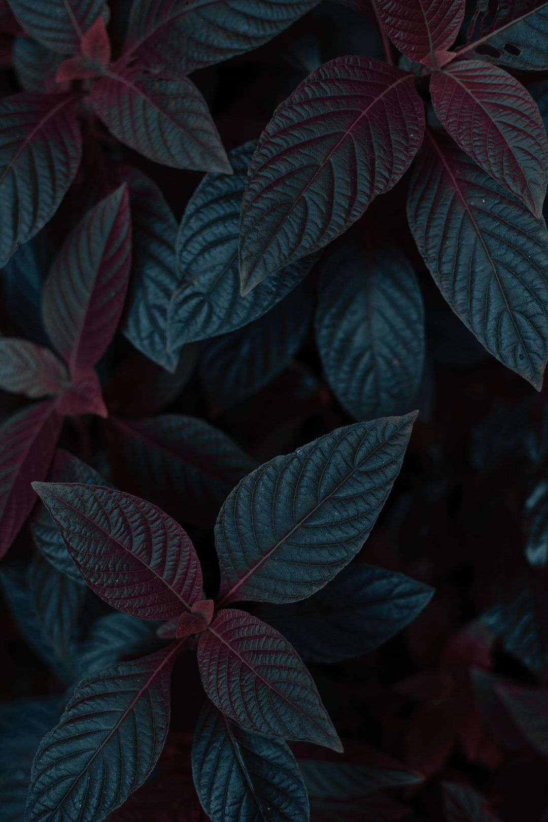 Dark Leaves Wallpapers