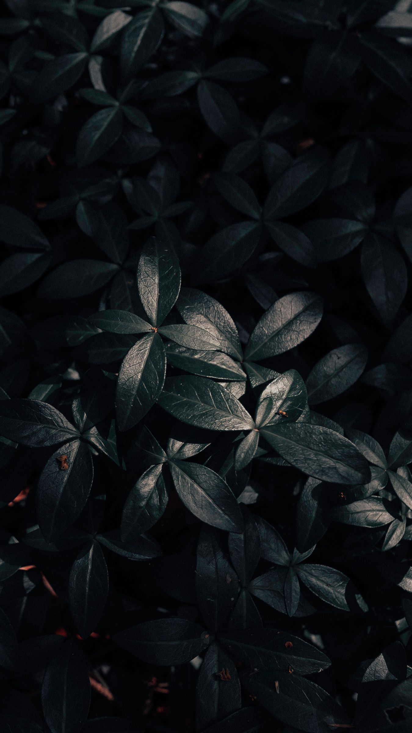 Dark Leaves Wallpapers