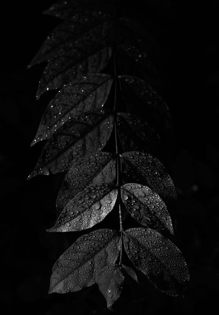 Dark Leaves Wallpapers