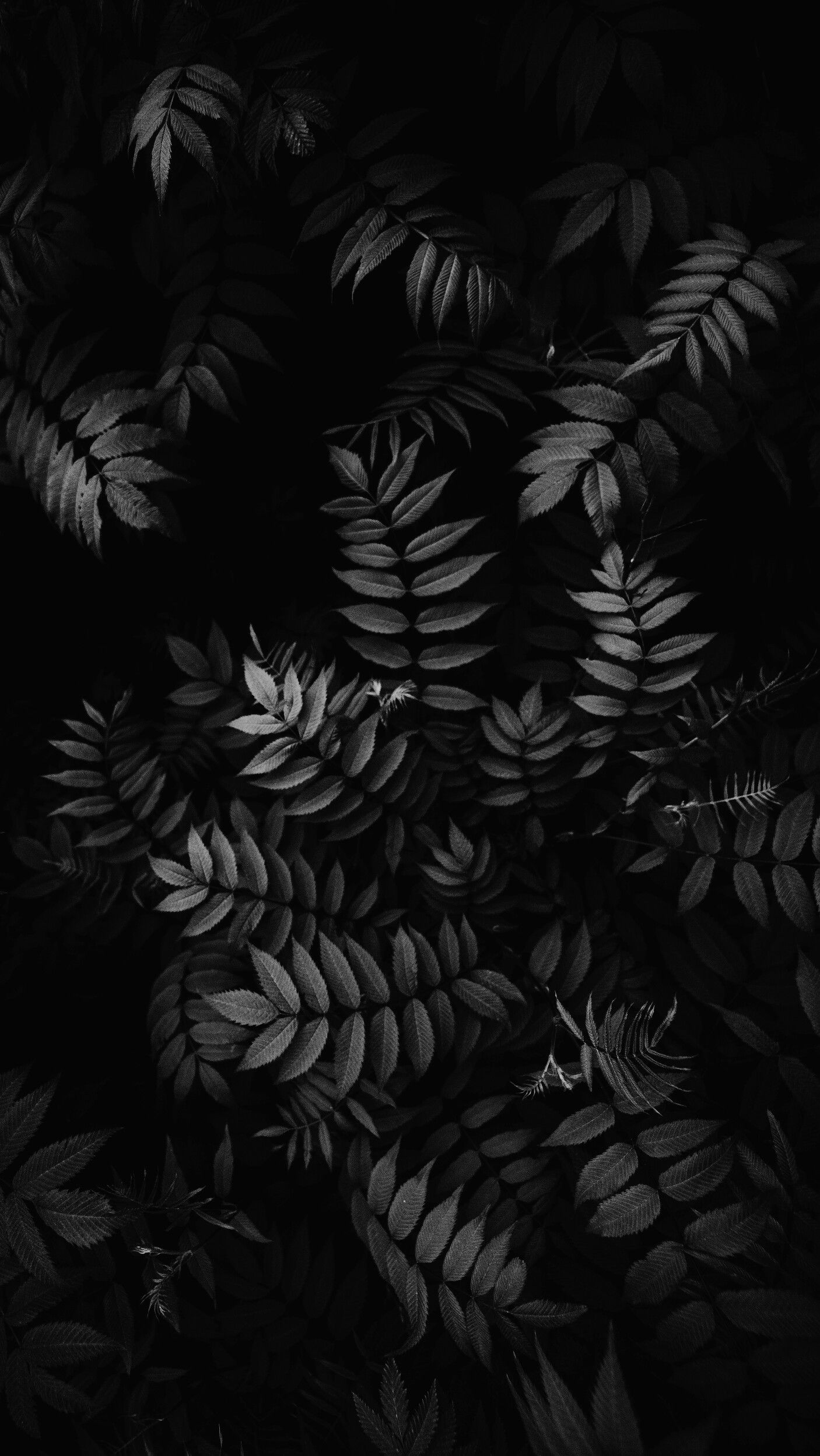 Dark Leaves Aesthetic Wallpapers