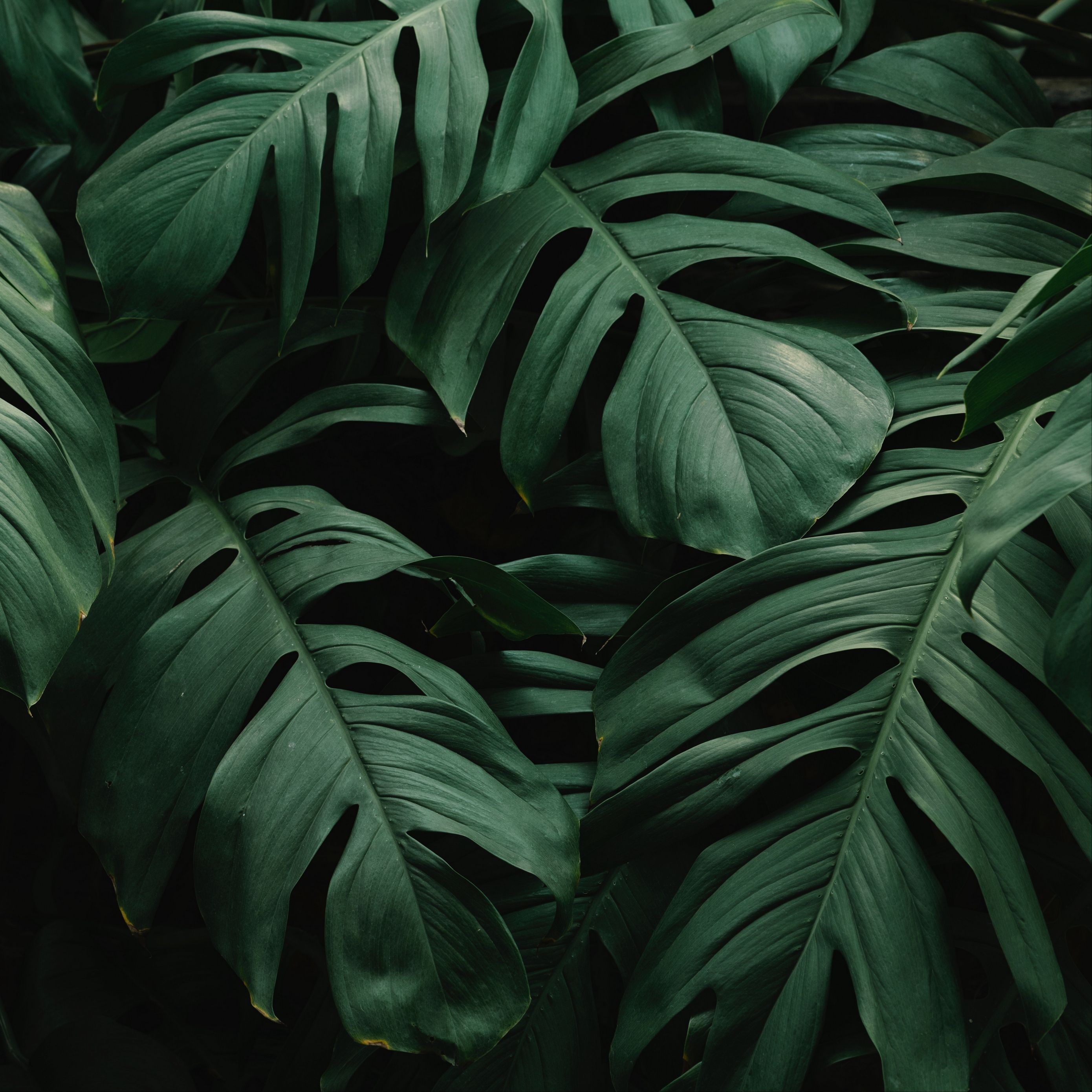 Dark Leaves Aesthetic Wallpapers