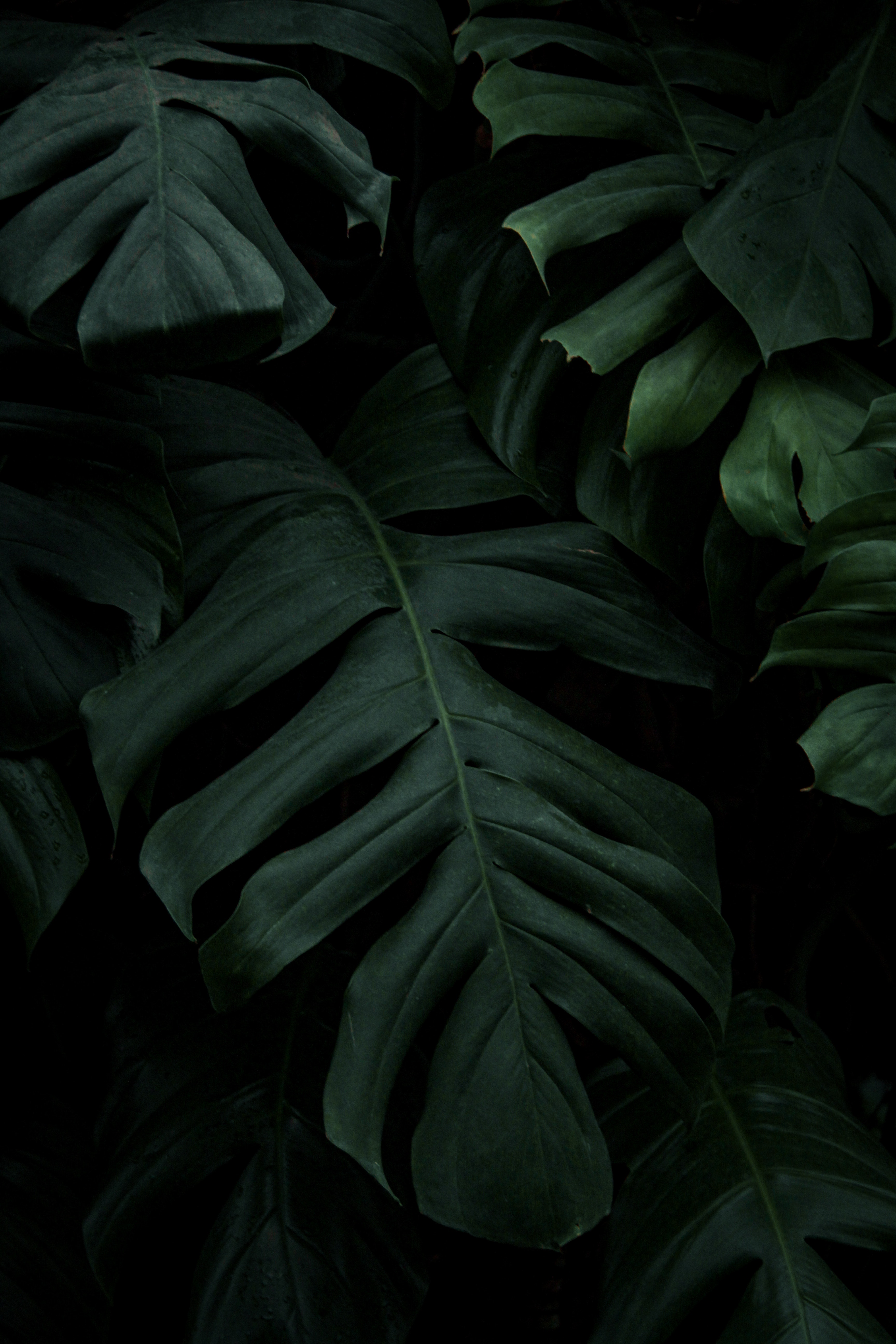 Dark Leaves Aesthetic Wallpapers