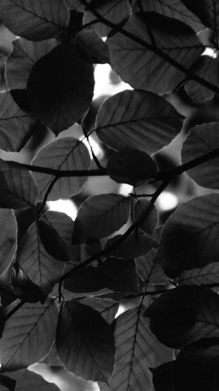 Dark Leaves Aesthetic Wallpapers