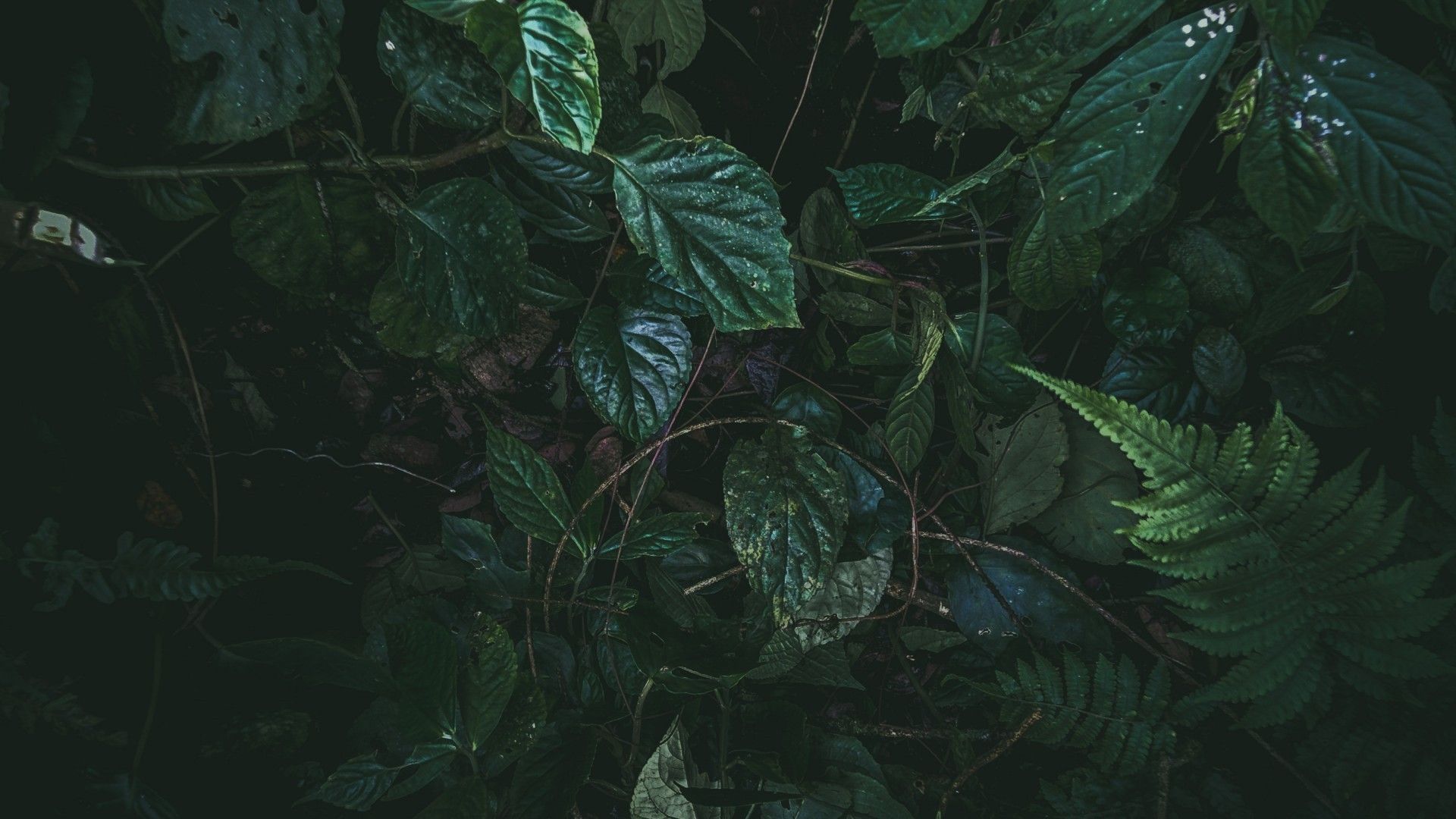 Dark Leaves Aesthetic Wallpapers