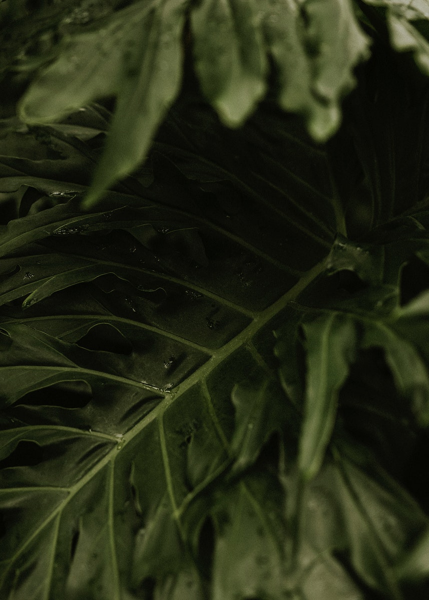 Dark Leaves Aesthetic Wallpapers