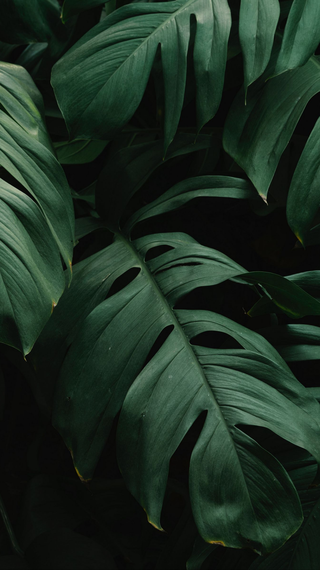 Dark Leaves Aesthetic Wallpapers