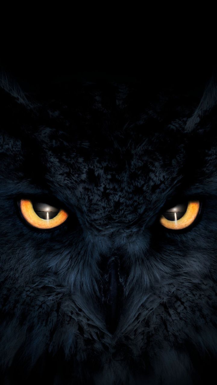 Dark Owl Wallpapers