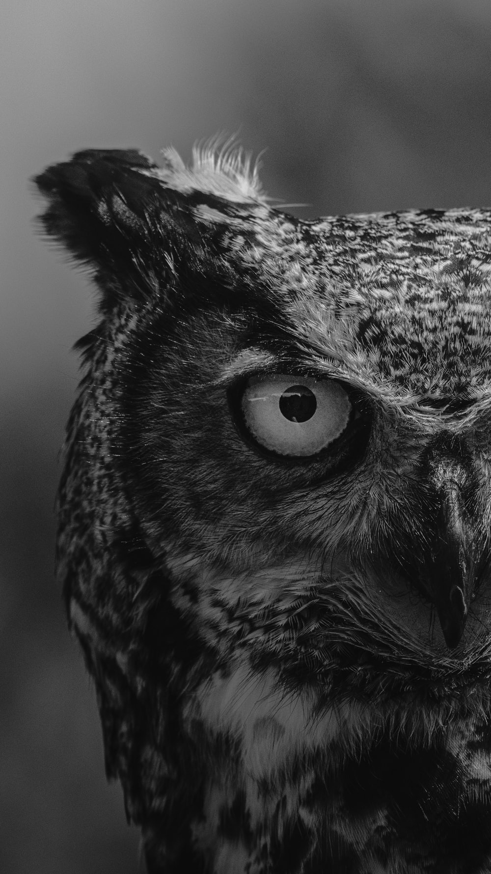 Dark Owl Wallpapers